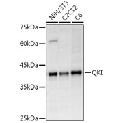 Western blot analysis of various lysates using QKI Antibody at 1/500 dilution. Secondary antibody: HRP-conjugated Goat anti-Rabbit IgG (H+L) at 1/10000 dilution. Lysates/proteins: 25 µg per lane. Blocking buffer: 3% nonfat dry milk in TBST. Exposure time: 10s.