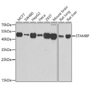 Western blot analysis of various lysates using STAMBP Antibody at 1/1000 dilution. Secondary antibody: HRP-conjugated Goat anti-Rabbit IgG (H+L) at 1/10000 dilution. Lysates/proteins: 25 µg per lane. Blocking buffer: 3% nonfat dry milk in TBST. Exposure time: 30s.