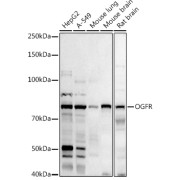 Western blot analysis of various lysates using at 1/1000 dilution. Secondary antibody: HRP-conjugated Goat anti-Rabbit IgG (H+L) at 1/10000 dilution. Lysates/proteins: 25 µg per lane. Blocking buffer: 3% nonfat dry milk in TBST. Exposure time: 180s.