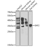 Western blot analysis of various lysates using EAF2 Antibody at 1/1000 dilution. Secondary antibody: HRP-conjugated Goat anti-Rabbit IgG (H+L) at 1/10000 dilution. Lysates/proteins: 25 µg per lane. Blocking buffer: 3% nonfat dry milk in TBST. Exposure time: 90s.