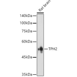 Tryptophan Hydroxylase 2 (TPH2) Antibody