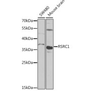 Western blot analysis of various lysates using RSRC1 Antibody at 1/1000 dilution. Secondary antibody: HRP-conjugated Goat anti-Rabbit IgG (H+L) at 1/10000 dilution. Lysates/proteins: 25 µg per lane. Blocking buffer: 3% nonfat dry milk in TBST. Exposure time: 90s.