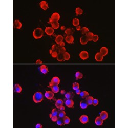 Alpha Synuclein (SNCA) Antibody