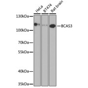 Western blot analysis of various lysates using BCAS3 Antibody at 1/1000 dilution. Secondary antibody: HRP-conjugated Goat anti-Rabbit IgG (H+L) at 1/10000 dilution. Lysates/proteins: 25 µg per lane. Blocking buffer: 3% nonfat dry milk in TBST. Exposure time: 90s.