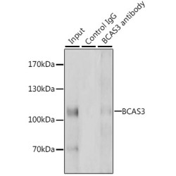 Breast Carcinoma Amplified Sequence 3 (BCAS3) Antibody