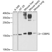 Western blot analysis of various lysates using CEBPG Antibody at 1/1000 dilution. Secondary antibody: HRP-conjugated Goat anti-Rabbit IgG (H+L) at 1/10000 dilution. Lysates/proteins: 25 µg per lane. Blocking buffer: 3% nonfat dry milk in TBST. Exposure time: 90s.