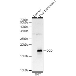 Dermcidin (DCD) Antibody