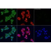 Immunofluorescence analysis of HepG2 cells , using FITC Goat Anti-Rabbit IgG (H+L) as the primary antibody at dilution of 1/100. Secondary antibody: FITC Goat Anti-Rabbit IgG (H+L) . Blue: DAPI for nuclear staining.