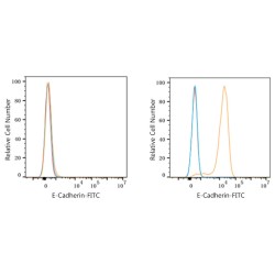 Goat Anti-Rabbit IgG H&L Antibody (FITC)