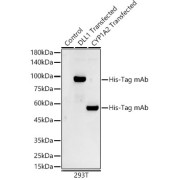 Western blot analysis of various lysates, using His-Tag antibody at 1/5000 dilution. Secondary antibody: HRP-conjugated Goat anti-Mouse IgG (H+L) at 1/10000 dilution. Lysates/proteins: 25 µg per lane. Blocking buffer: 3% nonfat dry milk in TBST. Exposure time: 90s.