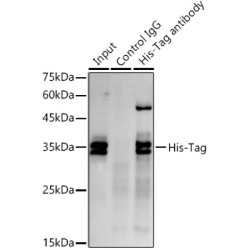 His Tag Antibody