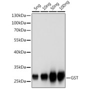 Western blot analysis of over-expressed GST protein using Rabbit anti GST-Tag antibody at 1/1000 dilution. Secondary antibody: HRP-conjugated Goat anti-Rabbit IgG (H+L) at 1/10000 dilution. Lysates/proteins: 25 µg per lane. Blocking buffer: 3% nonfat dry milk in TBST. Exposure time: 1s.