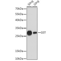 GST-Tag Antibody