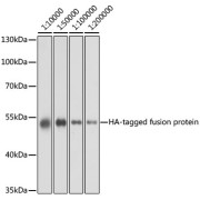 Western blot analysis of over-expressed HA-tagged protein in 293T cell using Mouse anti HA-Tag antibody at different dilution. Each lane was loaded with 2 µg cell lysate. Secondary antibody: HRP-conjugated Goat anti-Mouse IgG (H+L) at 1/10000 dilution. Blocking buffer: 3% nonfat dry milk in TBST. Exposure time: 1s.