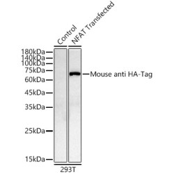 HA-Tag Antibody