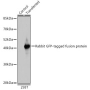 Western blot analysis of extracts of normal 293T cells and 293T transfected with GFP-tagged fusion protein, using Rabbit anti GFP-Tag antibody at 1/1000 dilution. Secondary antibody: HRP-conjugated Goat anti-Rabbit IgG (H+L) at 1/10000 dilution. Lysates/proteins: 25 µg per lane. Blocking buffer: 3% nonfat dry milk in TBST. Exposure time: 10s.