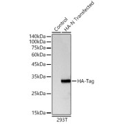 Western blot analysis of lysates from 293T cells, using Rabbit anti HA-Tag antibody at 1/5000 dilution. Secondary antibody: HRP-conjugated Goat anti-Rabbit IgG (H+L) at 1/10000 dilution. Lysates/proteins: 25 µg per lane. Blocking buffer: 3% nonfat dry milk in TBST. Exposure time: 3s.