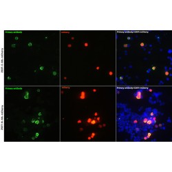 HA-TAG Antibody