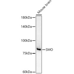 Smoothened Homolog (SMO) Antibody