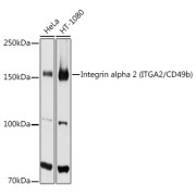 Western blot analysis of various lysates using [KO Validated] Integrin alpha 2 (ITGA2/CD49b) Antibody at 1/1000 dilution. Secondary antibody: HRP-conjugated Goat anti-Rabbit IgG (H+L) at 1/10000 dilution. Lysates/proteins: 25 µg per lane. Blocking buffer: 3% nonfat dry milk in TBST. Exposure time: 90s.