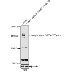 Integrin Alpha 2 (ITGA2) Antibody