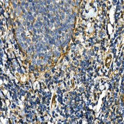 Integrin Alpha 2 (ITGA2) Antibody