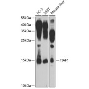 Western blot analysis of various lysates using TIAF1 Antibody at 1/1000 dilution. Secondary antibody: HRP-conjugated Goat anti-Rabbit IgG (H+L) at 1/10000 dilution. Lysates/proteins: 25 µg per lane. Blocking buffer: 3% nonfat dry milk in TBST. Exposure time: 90s.