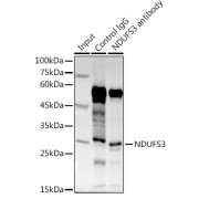 Western blot analysis of various lysates using NDUFS3 Antibody at 1/1000 dilution. Secondary antibody: HRP-conjugated Goat anti-Rabbit IgG (H+L) at 1/10000 dilution. Lysates / proteins: 25 µg per lane. Blocking buffer: 3 % nonfat dry milk in TBST. Detection: ECL Basic Kit (RM00020). Exposure time: 90s.