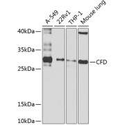 Western blot analysis of various lysates using CFD Antibody at 1/1000 dilution. Secondary antibody: HRP-conjugated Goat anti-Rabbit IgG (H+L) at 1/10000 dilution. Lysates/proteins: 25 µg per lane. Blocking buffer: 3% nonfat dry milk in TBST. Exposure time: 20s.