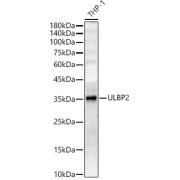 Western blot analysis of lysates from THP-1 cells, using ULBP2 Antibody at 1/400 dilution. Secondary antibody: HRP-conjugated Goat anti-Rabbit IgG (H+L) at 1/10000 dilution. Lysates/proteins: 25 µg per lane. Blocking buffer: 3% nonfat dry milk in TBST. Exposure time: 180s.