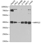 Western blot analysis of various lysates using MRPS22 Antibody at 1/1000 dilution. Secondary antibody: HRP-conjugated Goat anti-Rabbit IgG (H+L) at 1/10000 dilution. Lysates/proteins: 25 µg per lane. Blocking buffer: 3% nonfat dry milk in TBST. Exposure time: 90s.