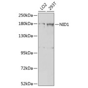 Western blot analysis of various lysates using NID1 Antibody at 1/1000 dilution. Secondary antibody: HRP-conjugated Goat anti-Rabbit IgG (H+L) at 1/10000 dilution. Lysates/proteins: 25 µg per lane. Blocking buffer: 3% nonfat dry milk in TBST. Exposure time: 5s.