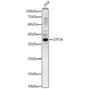 Western blot analysis of lysates from 293F cells, using GTF3A Antibody at 1/1000 dilution. Secondary antibody: HRP-conjugated Goat anti-Rabbit IgG (H+L) at 1/10000 dilution. Lysates/proteins: 25 µg per lane. Blocking buffer: 3% nonfat dry milk in TBST. Exposure time: 30s.