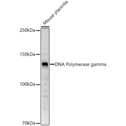 DNA Polymerase Gamma, Catalytic Subunit (POLG) Antibody