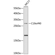 Western blot analysis of lysates from MCF-7 cells, using C19orf40 Antibody at 1/1000 dilution. Secondary antibody: HRP-conjugated Goat anti-Rabbit IgG (H+L) at 1/10000 dilution. Lysates/proteins: 25 µg per lane. Blocking buffer: 3% nonfat dry milk in TBST. Exposure time: 90s.