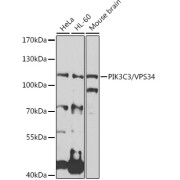 Western blot analysis of various lysates using PIK3C3/VPS34 Antibody at 1/1000 dilution. Secondary antibody: HRP-conjugated Goat anti-Rabbit IgG (H+L) at 1/10000 dilution. Lysates/proteins: 25 µg per lane. Blocking buffer: 3% nonfat dry milk in TBST. Exposure time: 90s.