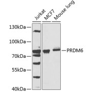 Western blot analysis of various lysates using PRDM6 Antibody at 1/1000 dilution. Secondary antibody: HRP-conjugated Goat anti-Rabbit IgG (H+L) at 1/10000 dilution. Lysates/proteins: 25 µg per lane. Blocking buffer: 3% nonfat dry milk in TBST. Exposure time: 90s.