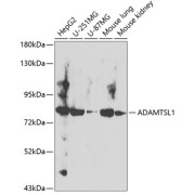 Western blot analysis of various lysates using ADAMTSL1 Antibody at 1/400 dilution. Secondary antibody: HRP-conjugated Goat anti-Rabbit IgG (H+L) at 1/10000 dilution. Lysates/proteins: 25 µg per lane. Blocking buffer: 3% nonfat dry milk in TBST. Exposure time: 20s.