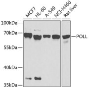 Western blot analysis of various lysates using POLL Antibody at 1/1000 dilution. Secondary antibody: HRP-conjugated Goat anti-Rabbit IgG (H+L) at 1/10000 dilution. Lysates/proteins: 25 µg per lane. Blocking buffer: 3% nonfat dry milk in TBST. Exposure time: 15s.