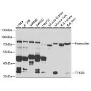 Western blot analysis of various lysates using TP53I3 Antibody at 1/1000 dilution. Secondary antibody: HRP-conjugated Goat anti-Rabbit IgG (H+L) at 1/10000 dilution. Lysates/proteins: 25 µg per lane. Blocking buffer: 3% nonfat dry milk in TBST. Exposure time: 90s.