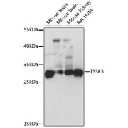 Western blot analysis of various lysates using TSSK3 Antibody at 1/1000 dilution. Secondary antibody: HRP-conjugated Goat anti-Rabbit IgG (H+L) at 1/10000 dilution. Lysates/proteins: 25 µg per lane. Blocking buffer: 3% nonfat dry milk in TBST. Exposure time: 1s.