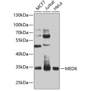 Western blot analysis of various lysates using MED6 Antibody at 1/1000 dilution. Secondary antibody: HRP-conjugated Goat anti-Rabbit IgG (H+L) at 1/10000 dilution. Lysates/proteins: 25 µg per lane. Blocking buffer: 3% nonfat dry milk in TBST. Exposure time: 45s.