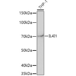 Interleukin 4 Induced Protein 1 (IL4I1) Antibody