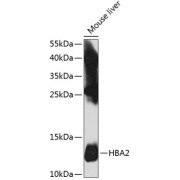 Western blot analysis of lysates from mouse liver, using HBA2 Antibody at 1/1000 dilution. Secondary antibody: HRP-conjugated Goat anti-Rabbit IgG (H+L) at 1/10000 dilution. Lysates/proteins: 25 µg per lane. Blocking buffer: 3% nonfat dry milk in TBST. Exposure time: 10s.