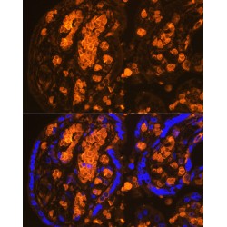 Hemoglobin subunit alpha 2 Antibody