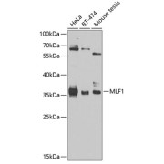 Western blot analysis of various lysates using mlF1 Antibody at 1/1000 dilution. Secondary antibody: HRP-conjugated Goat anti-Rabbit IgG (H+L) at 1/10000 dilution. Lysates/proteins: 25 µg per lane. Blocking buffer: 3% nonfat dry milk in TBST. Exposure time: 90s.