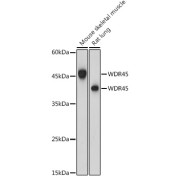 Western blot analysis of various lysates using WDR45 Antibody at 1/1000 dilution. Secondary antibody: HRP-conjugated Goat anti-Rabbit IgG (H+L) at 1/10000 dilution. Lysates/proteins: 25 µg per lane. Blocking buffer: 3% nonfat dry milk in TBST. Exposure time: 60s.