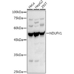 NADH Ubiquinone Oxidoreductase Core Subunit V1 (NDUFV1) Antibody