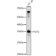 Western blot analysis of lysates from HT-29 cells, using FUT2 Antibody at 1/1000 dilution. Secondary antibody: HRP-conjugated Goat anti-Rabbit IgG (H+L) at 1/10000 dilution. Lysates/proteins: 25 µg per lane. Blocking buffer: 3% nonfat dry milk in TBST. Exposure time: 30s.