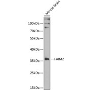 Western blot analysis of lysates from mouse brain, using FAIM2 Antibody at 1/1000 dilution. Secondary antibody: HRP-conjugated Goat anti-Rabbit IgG (H+L) at 1/10000 dilution. Lysates/proteins: 25 µg per lane. Blocking buffer: 3% nonfat dry milk in TBST. Exposure time: 90s.